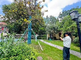 加固树木 (1).jpg